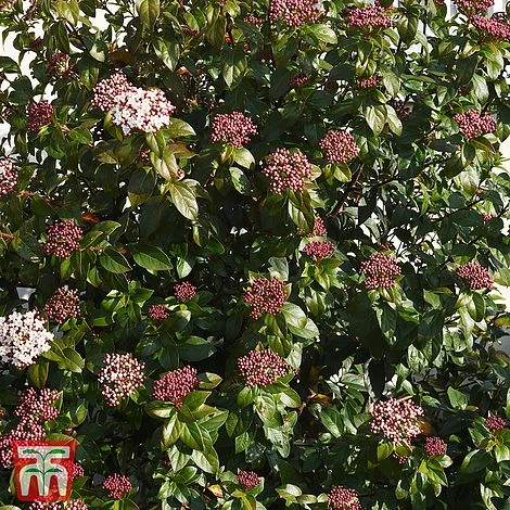 Viburnum Tinus 'Spirit' - Image 2