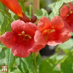 Campsis Radicans 'Stromboli'