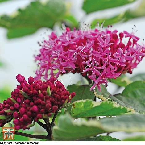 Clerodendrum Bungei 'Pink Diamond'