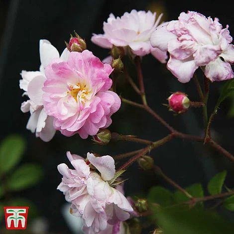 Rose 'Guirlande Rose' - Image 2