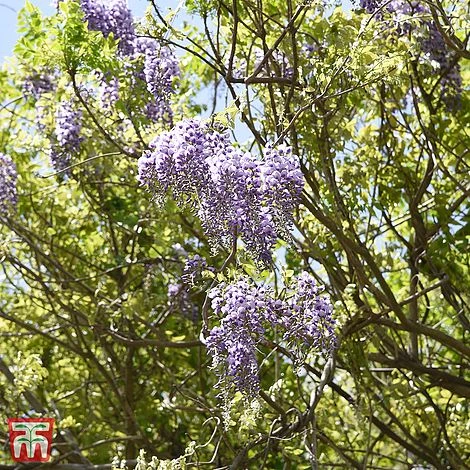Wisteria Brachybotrys 'Okayama' - Image 2