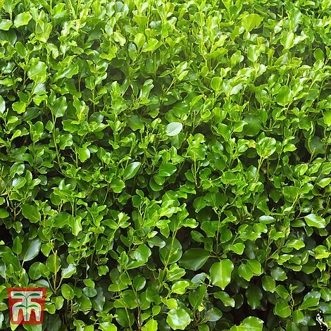 Griselinia Littoralis (Hedging)