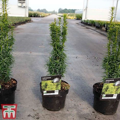 Taxus Baccata 'David' - Image 2