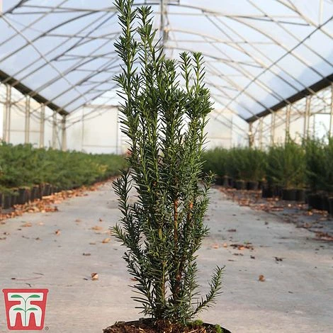 Taxus X Media 'Hillii' - Image 2