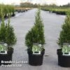 Thuja Occidentalis 'Smaragd Variegata'