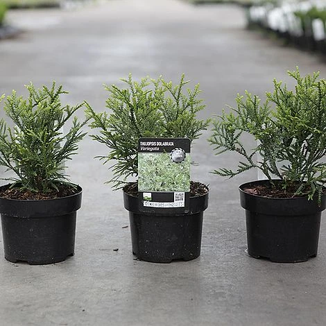 Thujopsis Dolabrata 'Variegata' - Image 2