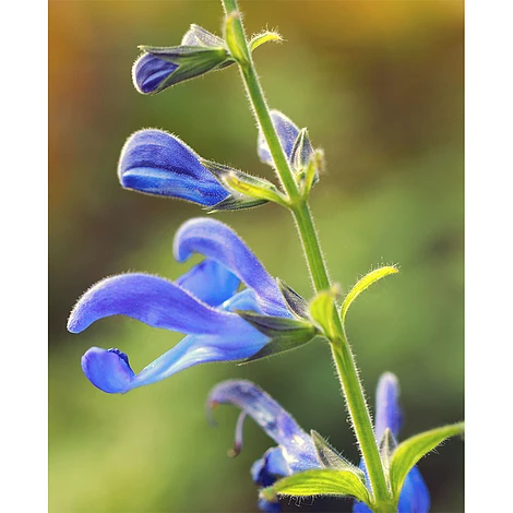 Salvia 'African Sky' - Image 2