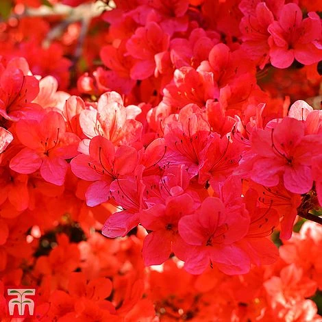 Rhododendron 'Stewartstonian' - Image 2