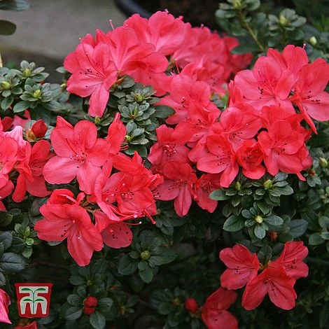 Rhododendron 'Thierry' - Image 2