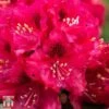 Rhododendron 'Marie Fortie'