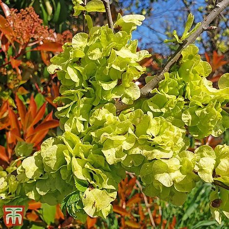 Ulmus Minor Subsp. Sarniensis