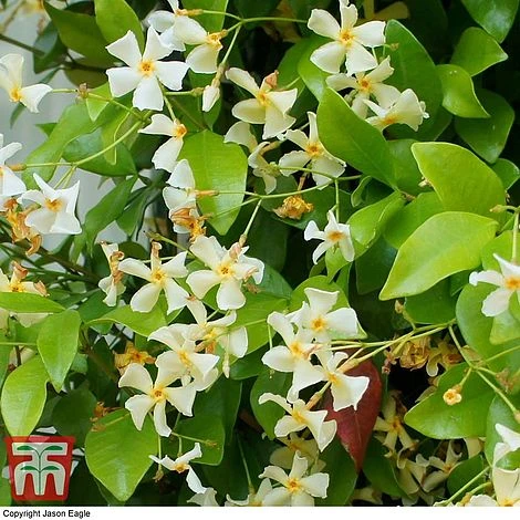 Trachelospermum Jasminoides 'Star Of Toscana' - Image 3