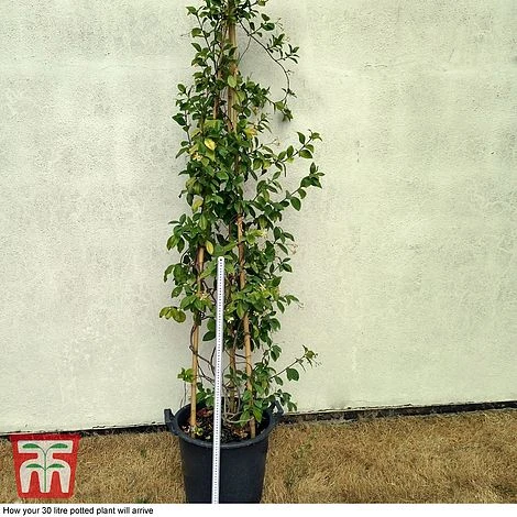 Trachelospermum Jasminoides 'Star Of Toscana' - Image 2