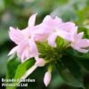 Trachelospermum Jasminoides 'Pink'
