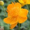 Trollius Chinensis 'Golden Queen'