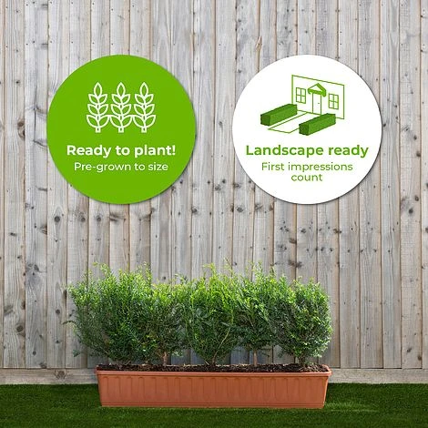 English Yew Instant Trough Hedge 1m (pre-grown) - Image 2