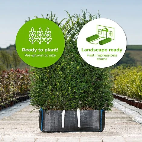 English Yew Ready Bag Instant Hedge 1m (pre-grown) - Image 2