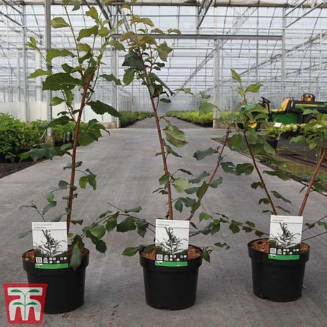 Ulmus Minor Subsp. Sarniensis - Image 2