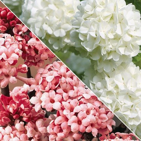 Viburnum Duo - Image 4