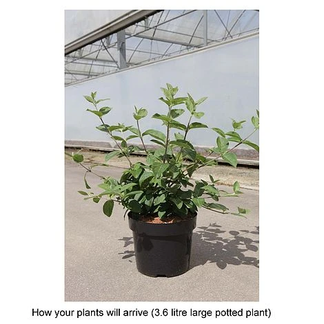 Viburnum Macrocephalum 'Happy Fortuna' - Image 2