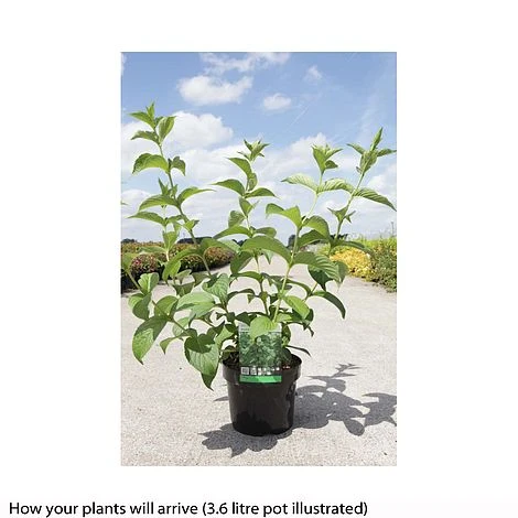 Weigela Middendorffiana - Image 3