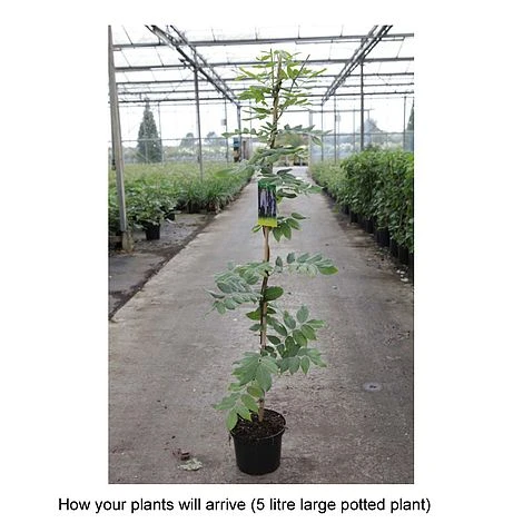 Wisteria Brachybotrys 'Okayama' - Image 3