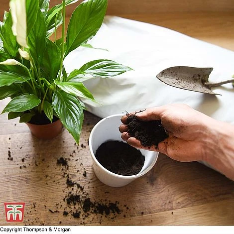 Incredicompost Peat Free Houseplant