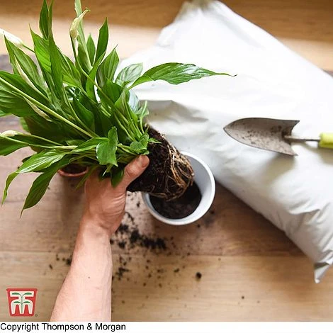 Incredicompost Peat Free Houseplant - Image 3