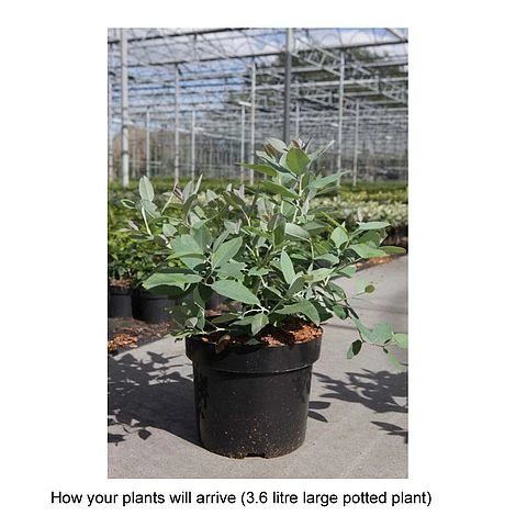 Zenobia Pulverulenta 'Blue Sky' - Image 4