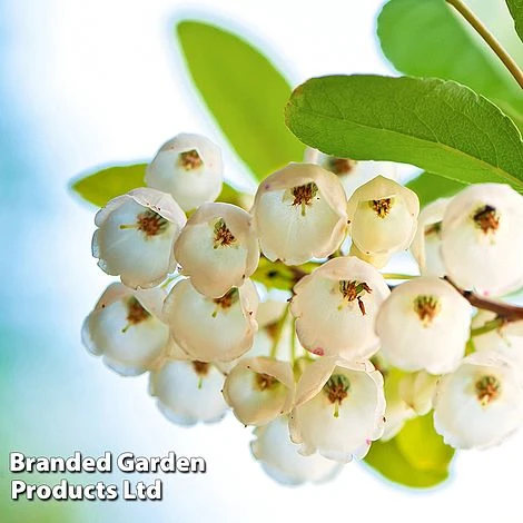 Zenobia Pulverulenta 'Blue Sky'