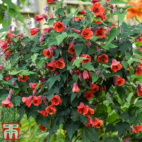 Abutilon Megapotamicum 'Red Trumpet' (Patio Standard) - Image 2