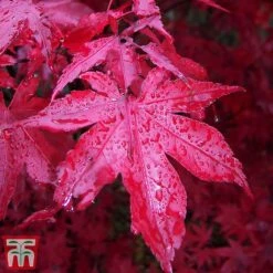 Acer Palmatum 'Bloodgood'