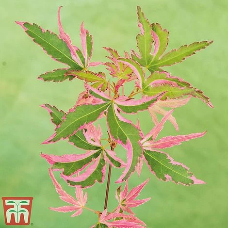 Acer Palmatum 'Taylor' - Image 2