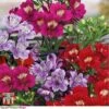 Alstroemeria 'Tree Everest Mix'