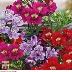 Alstroemeria 'Tree Everest Mix'
