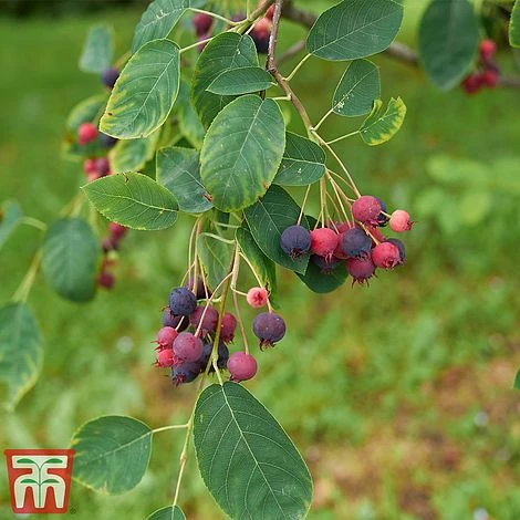 Amelanchier Canadensis - Image 3