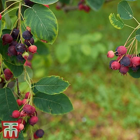 Amelanchier Canadensis - Image 6