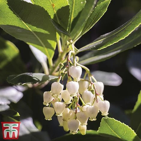 Arbutus Unedo - Image 2