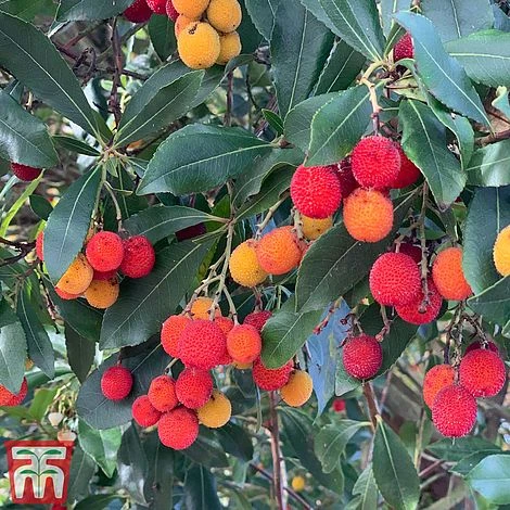 Arbutus Unedo - Image 3