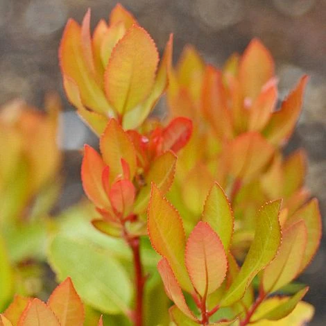 Arbutus Unedo - Image 6