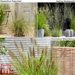 Architectural Grasses Collection