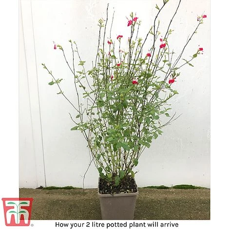 Salvia 'Hot Lips' - Image 5