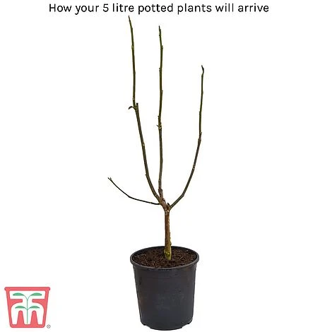 Magnolia X Loebneri 'Mag's Pirouette' - Image 2