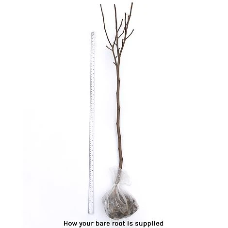 Magnolia X Brooklynensis 'Yellow Bird' - Image 4