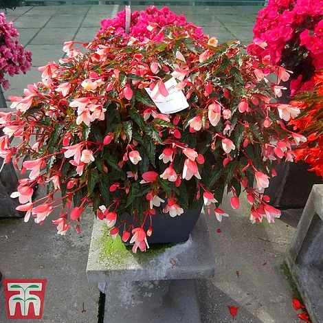 Begonia 'Waterfalls Bicolour' - Image 6