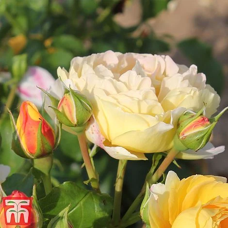 Rose 'Belle Du Jour' - Image 4