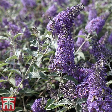 Buddleja 'Lochinch' - Image 2