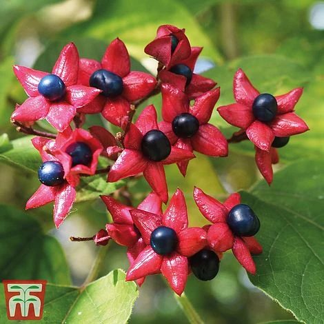 Clerodendrum Trichotomum