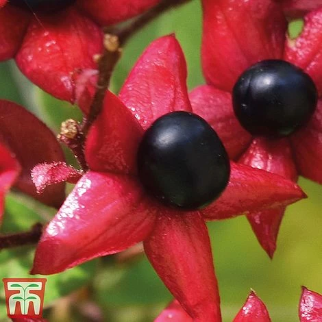 Clerodendrum Trichotomum - Image 4