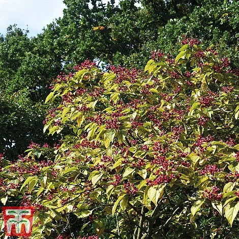 Clerodendrum Trichotomum - Image 2